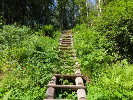 Wooden staircase in dense foliage. overgrown ladder made of wood. beautiful landscape in the park. path to the top of the hill