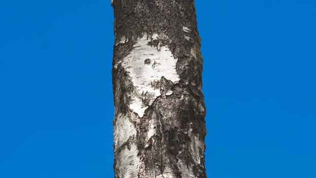 Birch tree trunk on a blue background. bark of the tree