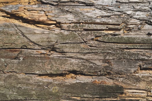 Rough wood surface with cracks and scratches. wooden background