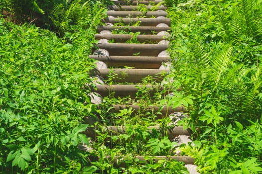 Wooden staircase in dense foliage. overgrown ladder made of wood. beautiful landscape in the park. path to the top of the hill
