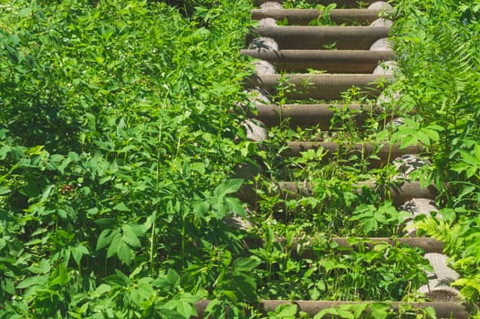 Wooden staircase in dense foliage. overgrown ladder made of wood. beautiful landscape in the park. path to the top of the hill