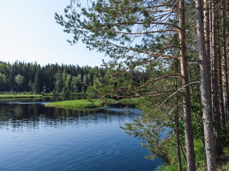 Pine trees on the shore. forest lake on the background. nature landscape