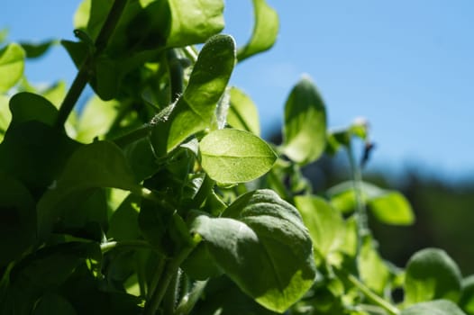Green leaves of the garden plant close up. sunny day