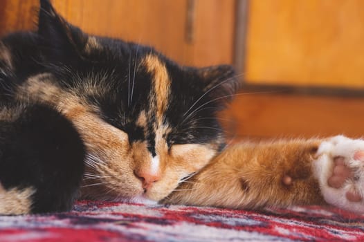 Sleeping cat portrait. domestic pet resting