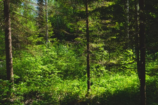 Dense forest on a summer day. overgrown woodland. trees and plants