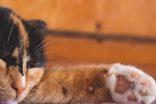 Sleeping cat portrait. domestic pet resting