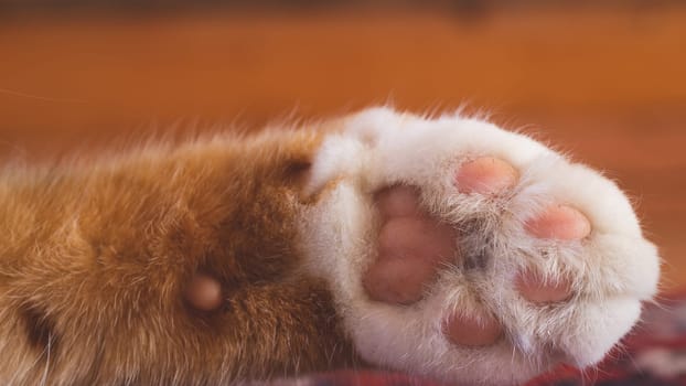 Cat paw close up. domestic pet resting