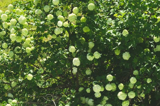 Blooming garden tree. green foliage