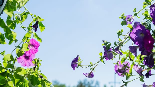 Violet flowers with green leaves. garden plants close up
