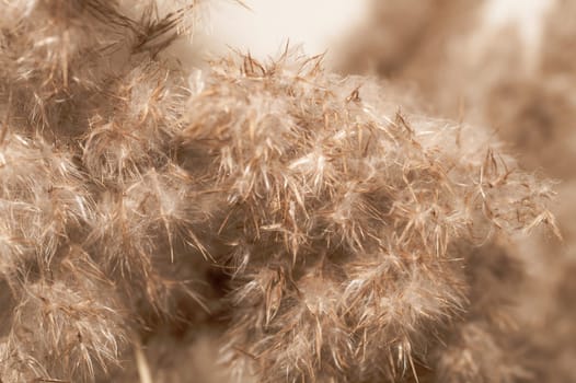 Dried reeds abstract background. pattern from feathers