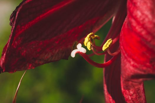 Pestle of scarlet flower macro
