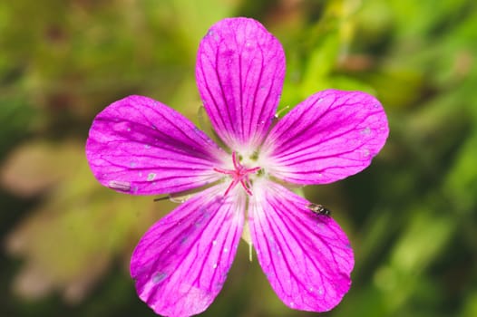 Small pink flower macro. garden plant close up. fly sitting on a petal