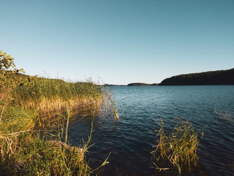 Lake with water plants. water surface with ripples. nature landscape