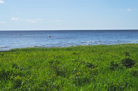 Sea shore. horizon line. overgrown coast with green grass. water surface