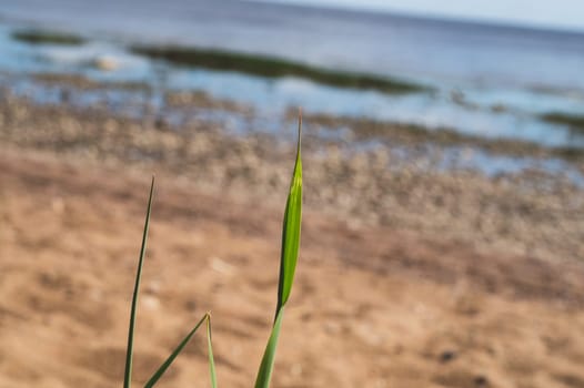 Blade of grass close up. stem of plant