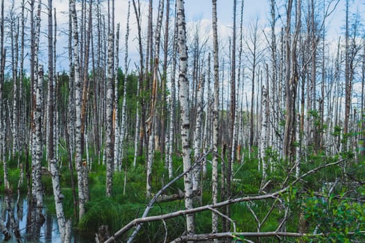 Flooded forest. trunks of birch trees in water. overgrown woodland. nature landscape