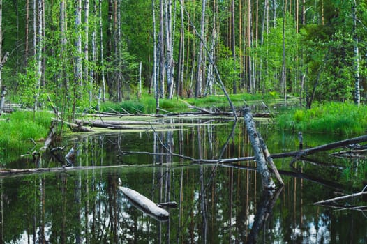 Flooded forest. trunks of birch trees in water. overgrown woodland. nature landscape