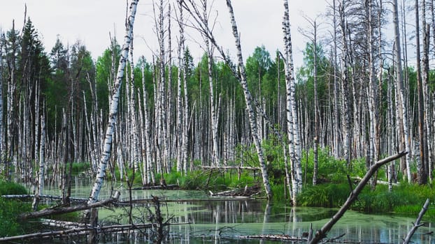 Flooded forest. trunks of birch trees in water. overgrown woodland. nature landscape