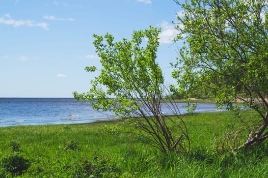 Sea shore. horizon line. plants with green foliage. overgrown coast. summer day
