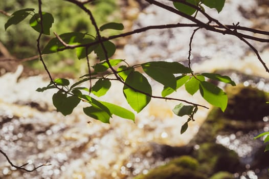 View through the foliage in the forest. river flows behind the trees. green leaves on the branches. abstract background