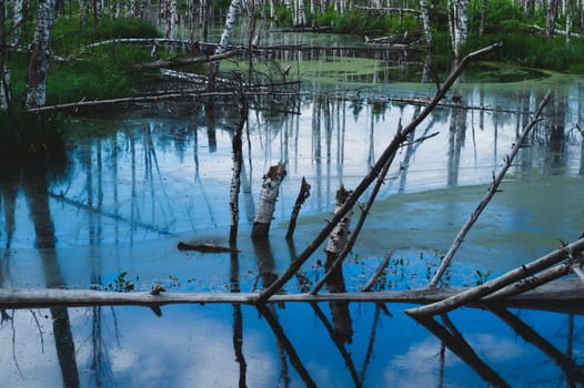 Flooded forest. trunks of birch trees in water. overgrown woodland. nature landscape