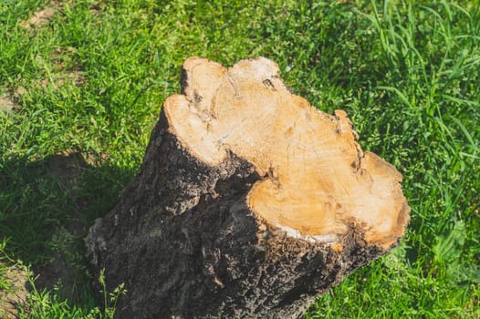 Stump lies on the grass in the forest