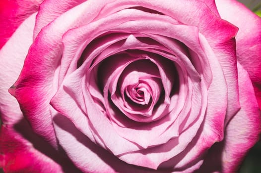 Pink rose close up. flower petals macro