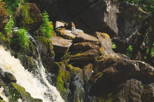 Waterfall in dense forest. mountain river. woodland creek. water stream with splashes. rocky watercourse