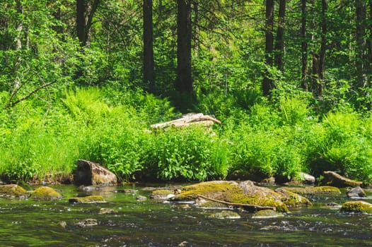 River in the forest. rocky watercourse. water flow. woodland creek. brook on a summer day