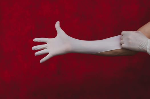 Hands in white medical gloves. person puts on surgical gloves on a red background