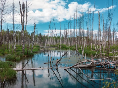 Flooded forest. trunks of birch trees in water. overgrown woodland. nature landscape
