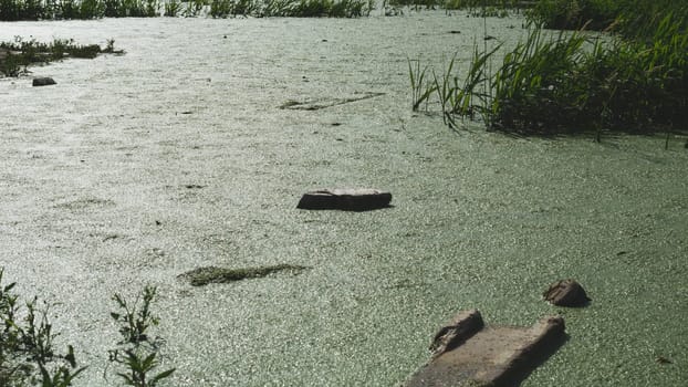 Green algae blooms on the surface of the pond
