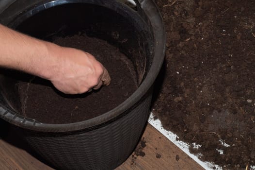 The process of transplanting indoor plants. replacing old soil with new soil in a flower pot