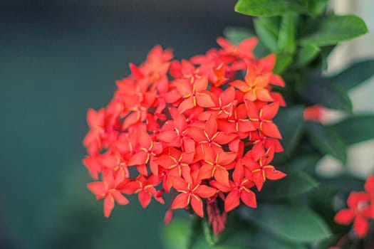 red Ixora flower small petal plant and tree in garden decoration. Abstract nature background
