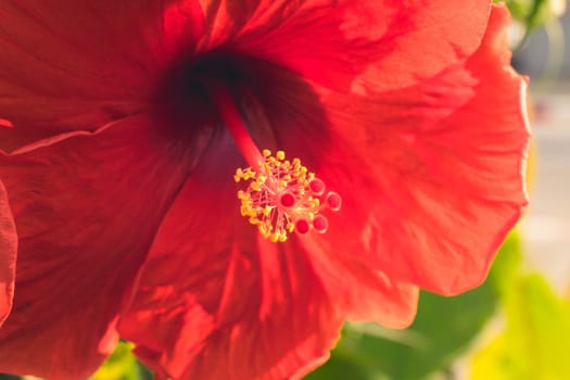 Red Hibiscus Rosa-Sinensis flower yellow pollen in the middle. Malaysia national flower