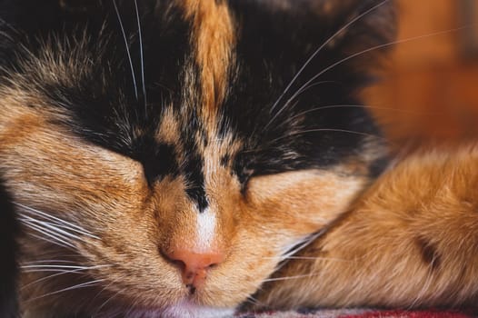 Sleeping cat portrait close up. domestic pet resting