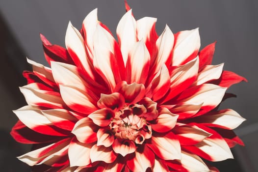 Dahlia flower with red and white petals close up
