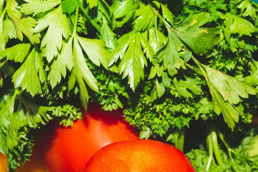 Fresh parsley bunch close up background. vegetarian food. cooking ingredient