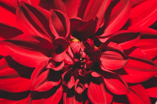 Dahlia flower with red and white petals close up. floral pattern