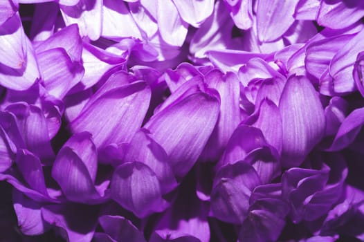 Petals of chrysanthemum flower close up. abstract background