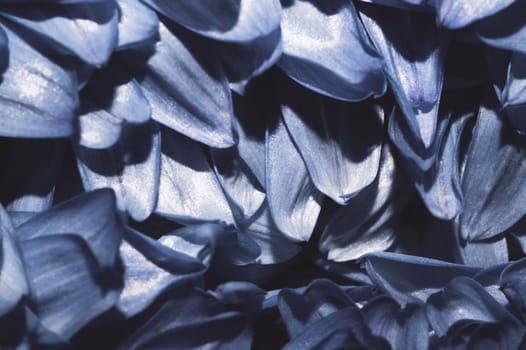 Petals of chrysanthemum flower close up. abstract background