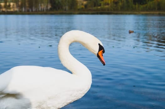White swan stands in the lake close up