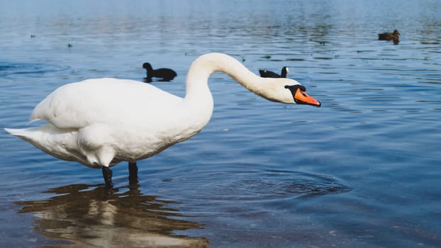 White swan stands in the lake close up