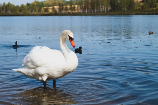 White swan stands in the lake close up