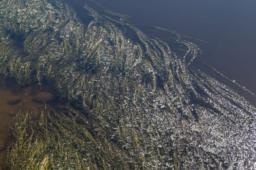 Green algae blooms on the surface of the pond. swamp water abstract background