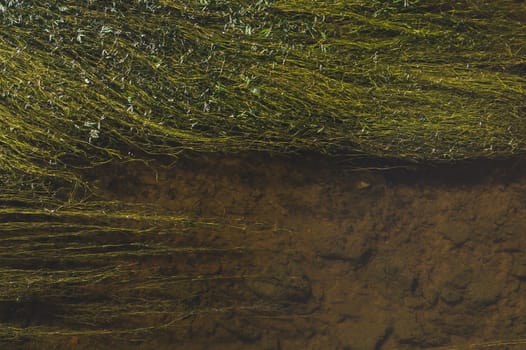Green algae blooms on the surface of the pond. swamp water abstract background