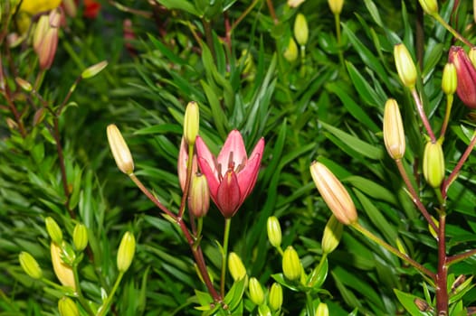 Red and yellow flowers in the garden. floral background