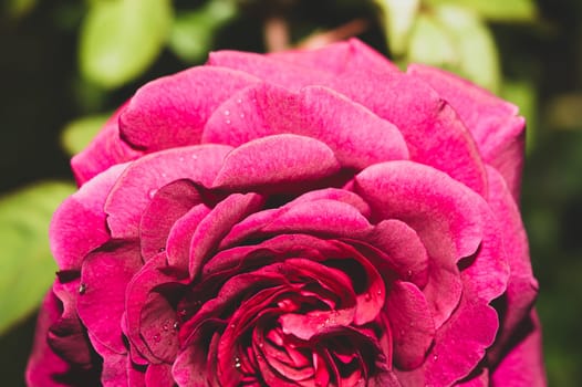 Pink rose close up. red flower in the garden. floral background