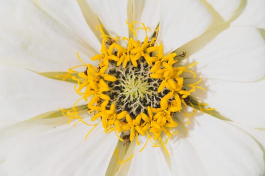 White yellow flower close up. floral background