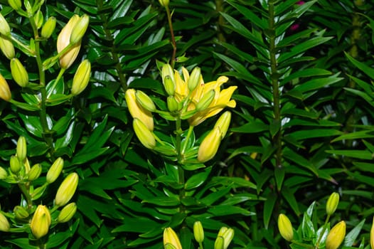 Yellow flower in the garden. floral background